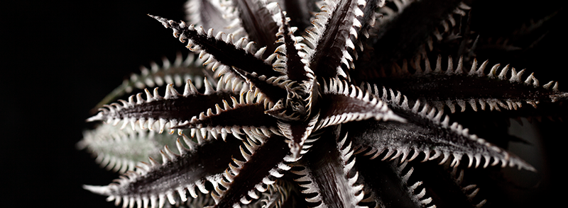 日本ブロメリア協会ご入会お申し込みページへ